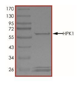 SDS-PAGE - Recombinant mouse MAP4K1/HPK1 protein (Active) (AB268642), expandable thumbnail