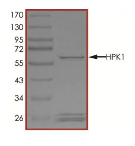 SDS-PAGE - Recombinant mouse MAP4K1/HPK1 protein (Active) (AB268642)