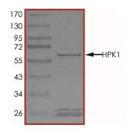 SDS-PAGE - Recombinant mouse MAP4K1/HPK1 protein (Active) (GST tag N-Terminus) (AB268642)
