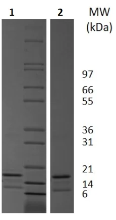 SDS-PAGE - Recombinant mouse MCP1 protein (Active) (AB256241)