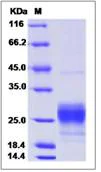 SDS-PAGE - Recombinant Mouse MCP1 protein (His tag) (AB276826)