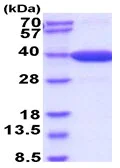 SDS-PAGE - Recombinant mouse MDH2 protein (Active) (His tag N-Terminus) (AB229176)
