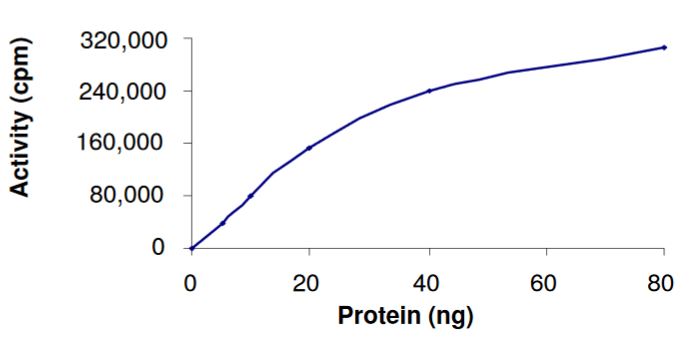 Functional Studies - Recombinant mouse MEK1 (mutated S218E + S222E) protein (Active) (AB268752), expandable thumbnail
