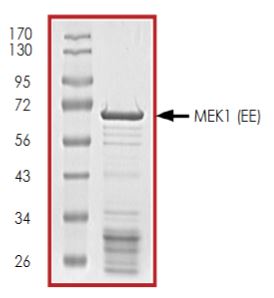 SDS-PAGE - Recombinant mouse MEK1 (mutated S218E + S222E) protein (Active) (AB268752), expandable thumbnail