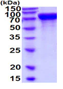 SDS-PAGE - Recombinant Mouse Meprin beta protein (His tag) (AB219235)
