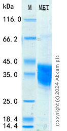 SDS-PAGE - Recombinant Mouse Met Protein Standard (His tag) (AB316506), expandable thumbnail