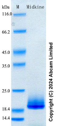 SDS-PAGE - Recombinant Mouse Midkine Protein Standard (His tag) (AB316666)