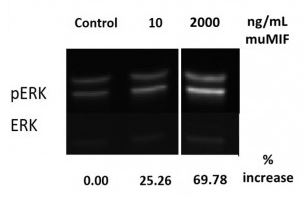 Functional Studies - Recombinant mouse MIF protein (Active) (AB219128)