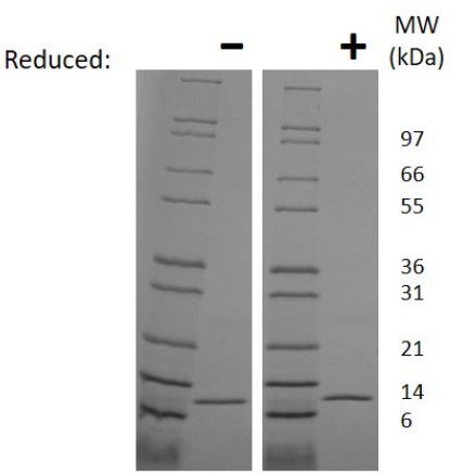 Recombinant mouse MIF protein (Active)