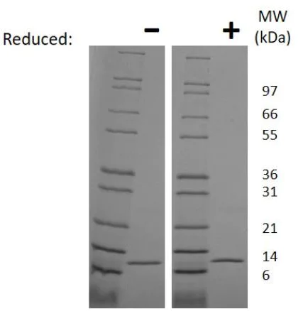 SDS-PAGE - Recombinant mouse MIF protein (Active) (AB219128)