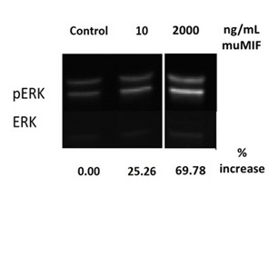 Functional Studies - Recombinant mouse MIF protein (Animal Free) (AB207989)
