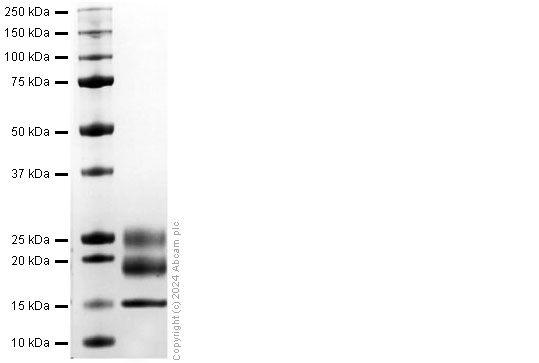 SDS-PAGE - Recombinant Mouse MIF Protein (His-tag) (AB317873), expandable thumbnail