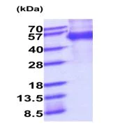 SDS-PAGE - Recombinant Mouse Milk Fat Globule 1 protein (His tag C-Terminus) (AB219444)