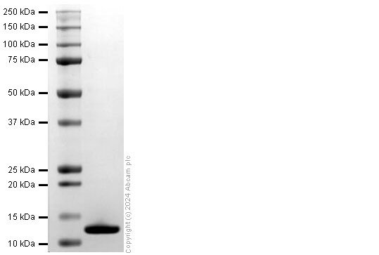 SDS-PAGE - Recombinant Mouse MIP-1 alpha/CCL3 Protein (His-tag) (AB317880), expandable thumbnail