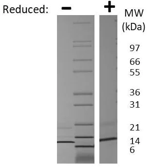 SDS-PAGE - Recombinant Mouse MIP-3 beta/CCL19 protein (AB269236)