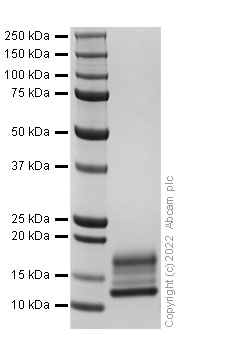 SDS-PAGE - Recombinant Mouse MIP-3 beta/CCL19 Protein (AB307797), expandable thumbnail