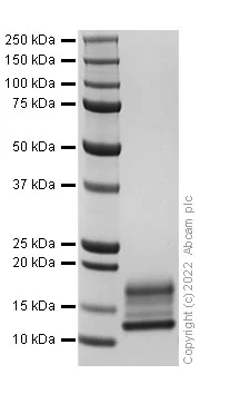 SDS-PAGE - Recombinant Mouse MIP-3 beta/CCL19 Protein (AB307797)