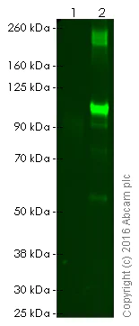 Western blot - Recombinant Mouse MMP9 protein (AB39309)