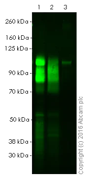 Western blot - Recombinant Mouse MMP9 protein (AB39309)