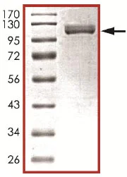 SDS-PAGE - Recombinant mouse MSK2 / RSK-B protein (AB125610)