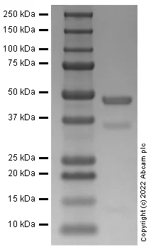 SDS-PAGE - Recombinant Mouse MSTN Protein (AB283413)