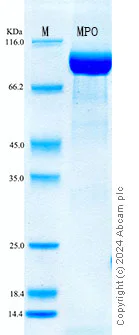 SDS-PAGE - Recombinant Mouse Myeloperoxidase Protein Standard (His tag) (AB316394)