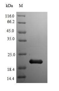 Recombinant Mouse Myoglobin protein (Tagged)