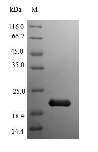 SDS-PAGE - Recombinant Mouse Myoglobin protein (Tagged) (AB235821)