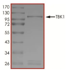 SDS-PAGE - Recombinant mouse NAK/TBK1 protein (Tagged) (AB269029)
