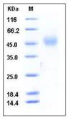 SDS-PAGE - Recombinant Mouse NEGR1 protein (His tag) (AB276884)