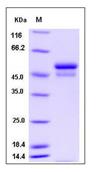 SDS-PAGE - Recombinant Mouse Neuroserpin protein (His tag) (AB276940), expandable thumbnail