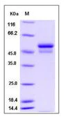 SDS-PAGE - Recombinant Mouse Neuroserpin protein (His tag) (AB276940)