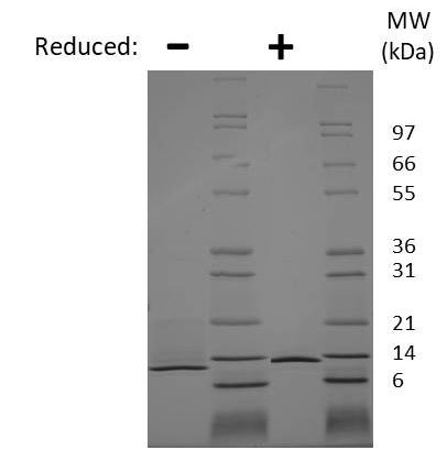 Recombinant mouse NGF protein (Active)