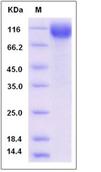 SDS-PAGE - Recombinant Mouse Nicastrin protein (His tag) (AB276942)