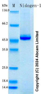SDS-PAGE - Recombinant Mouse Nidogen-1 Protein Standard (His tag) (AB316683)