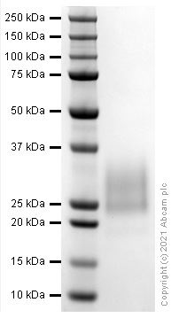 Recombinant Mouse NKG2D protein