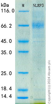 SDS-PAGE - Recombinant Mouse NLRP3 Protein Standard (His tag) (AB320811), expandable thumbnail