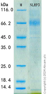 SDS-PAGE - Recombinant Mouse NLRP3 Protein Standard (His tag) (AB320811)