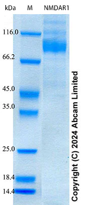 SDS-PAGE - Recombinant Mouse NMDAR1 Protein Standard (AB316701)