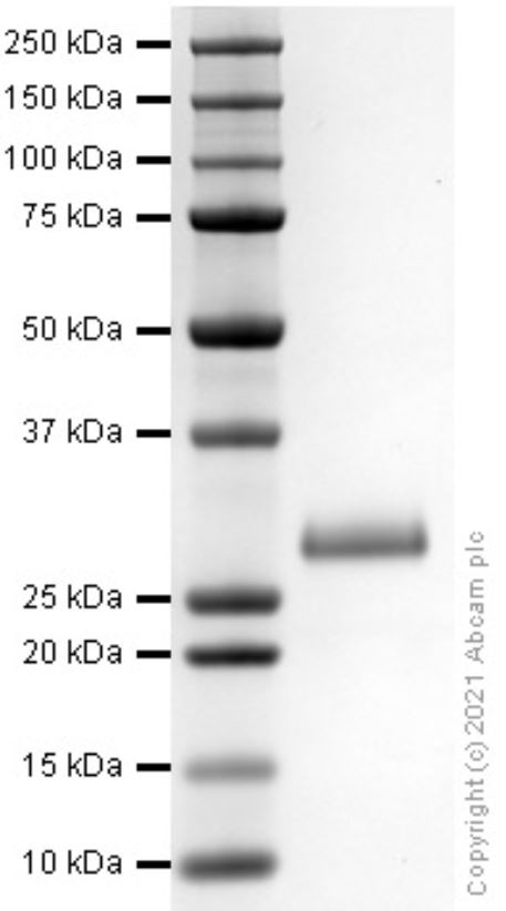 SDS-PAGE - Recombinant mouse Noggin protein (Active) (AB281818), expandable thumbnail