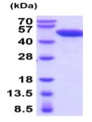 SDS-PAGE - Recombinant mouse NSE protein (Active) (AB222947), expandable thumbnail