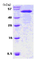 SDS-PAGE - Recombinant Mouse NUCB2 protein (AB78707)