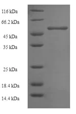 SDS-PAGE - Recombinant Mouse Ornithine Carbamoyltransferase/OTC protein (Tagged) (AB235795)