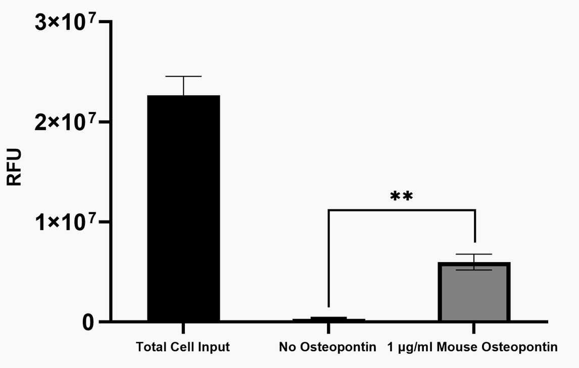Functional Studies - Recombinant mouse Osteopontin protein (Active) (AB281820), expandable thumbnail