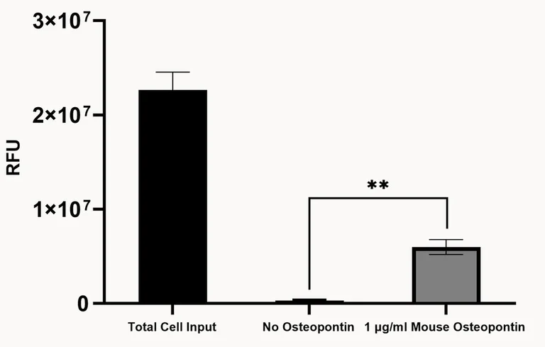 Functional Studies - Recombinant mouse Osteopontin protein (Active) (AB281820)