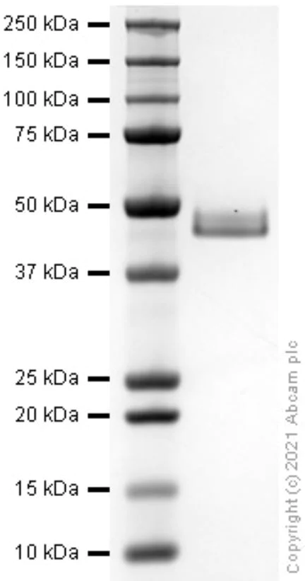 SDS-PAGE - Recombinant mouse Osteopontin protein (Active) (AB281820)