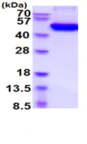 SDS-PAGE - Recombinant Mouse Osteoprotegerin protein (His tag) (AB222441)