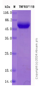 SDS-PAGE - Recombinant Mouse Osteoprotegerin Protein Standard (His tag) (AB316499), expandable thumbnail