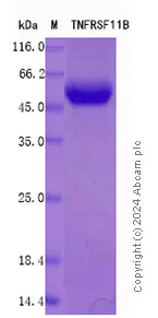 SDS-PAGE - Recombinant Mouse Osteoprotegerin Protein Standard (His tag) (AB316499)