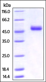 SDS-PAGE - Recombinant mouse OX40L/TNFSF4 protein (Fc Chimera Active) (AB221205)